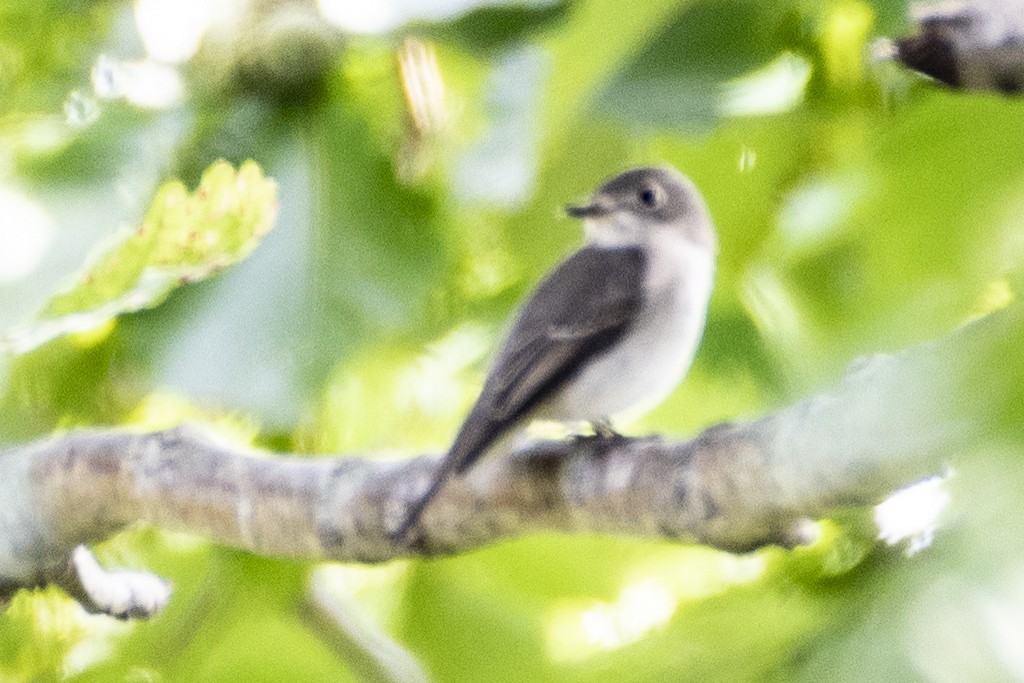 Asian Brown Flycatcher - Grigory Evtukh