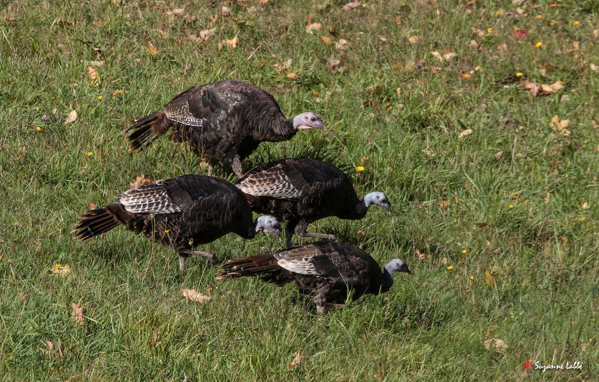 Wild Turkey - Suzanne Labbé