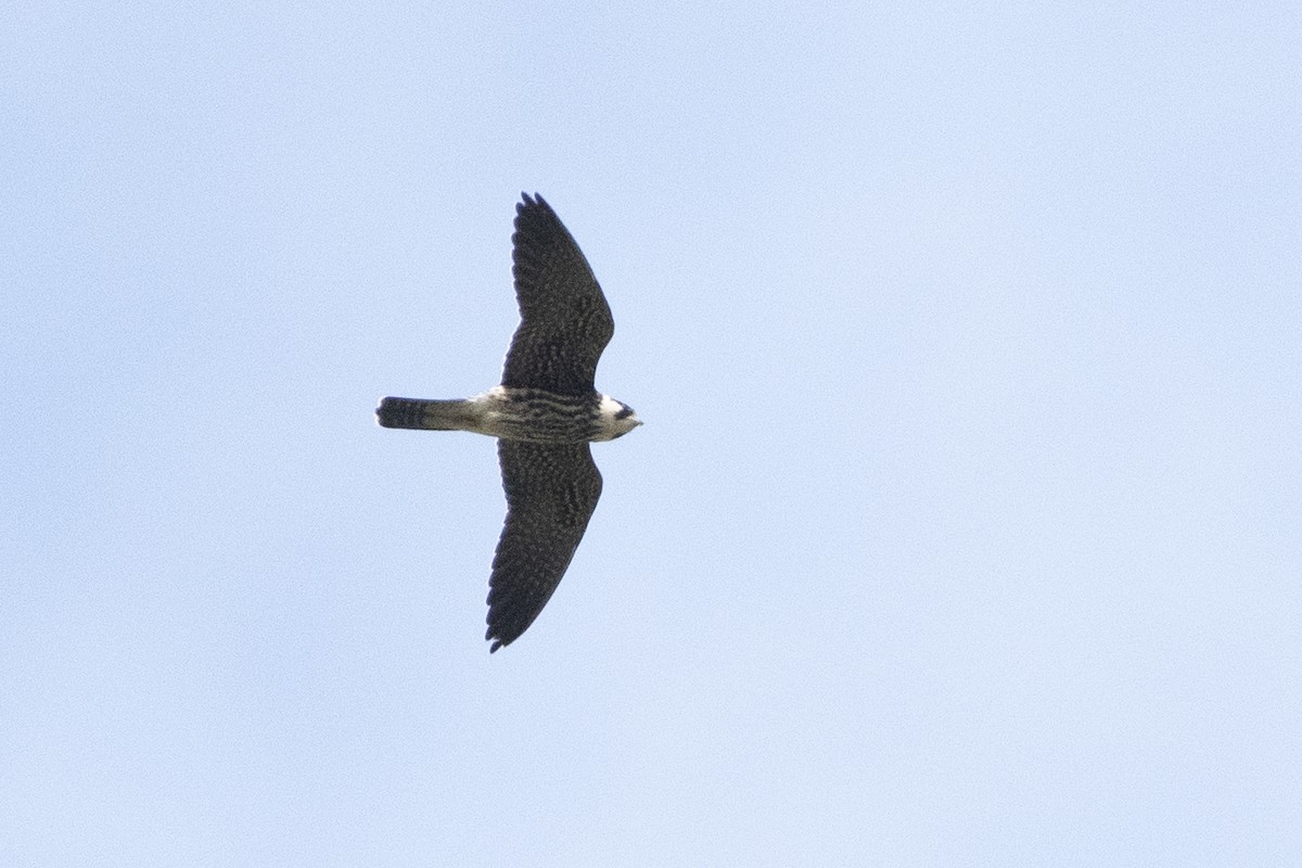 Eurasian Hobby - ML372308421