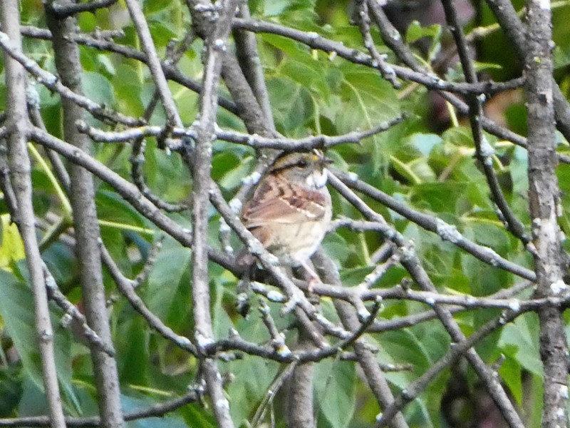 White-throated Sparrow - ML372308831