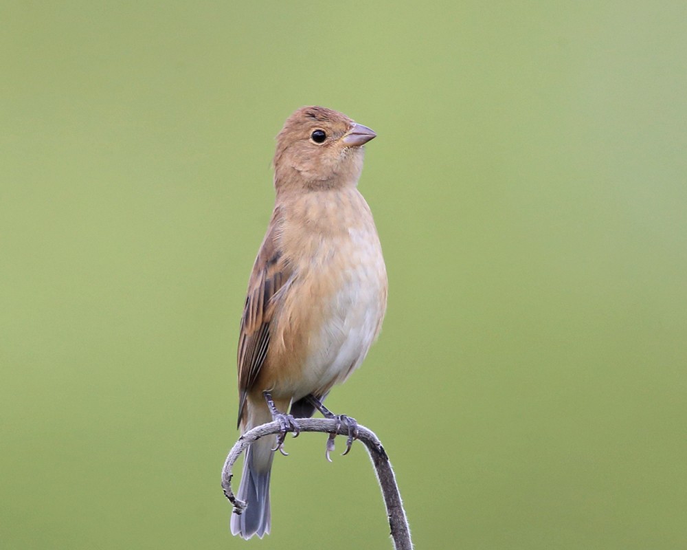 Indigo Bunting - Tom Murray