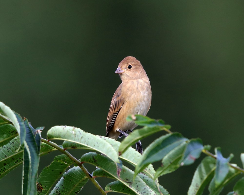 Indigo Bunting - Tom Murray