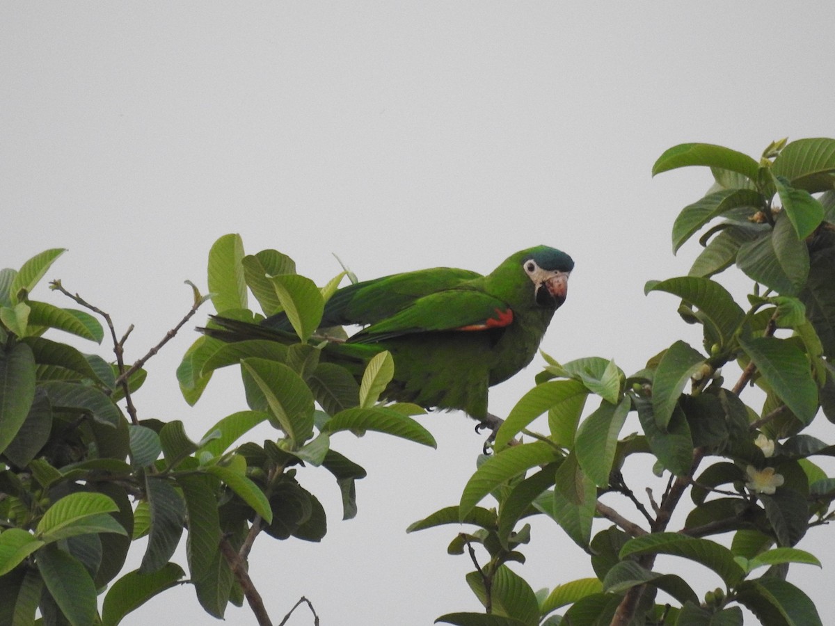 Red-shouldered Macaw - ML372313501