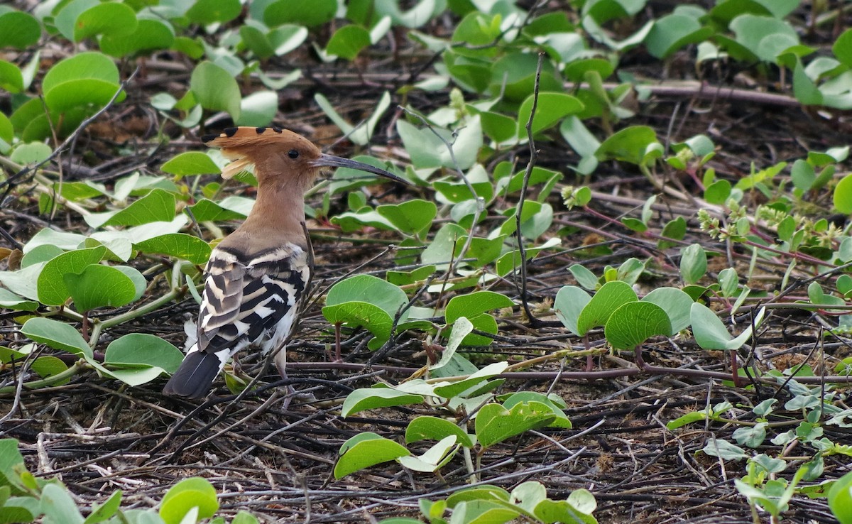 Eurasian Hoopoe - ML372313581