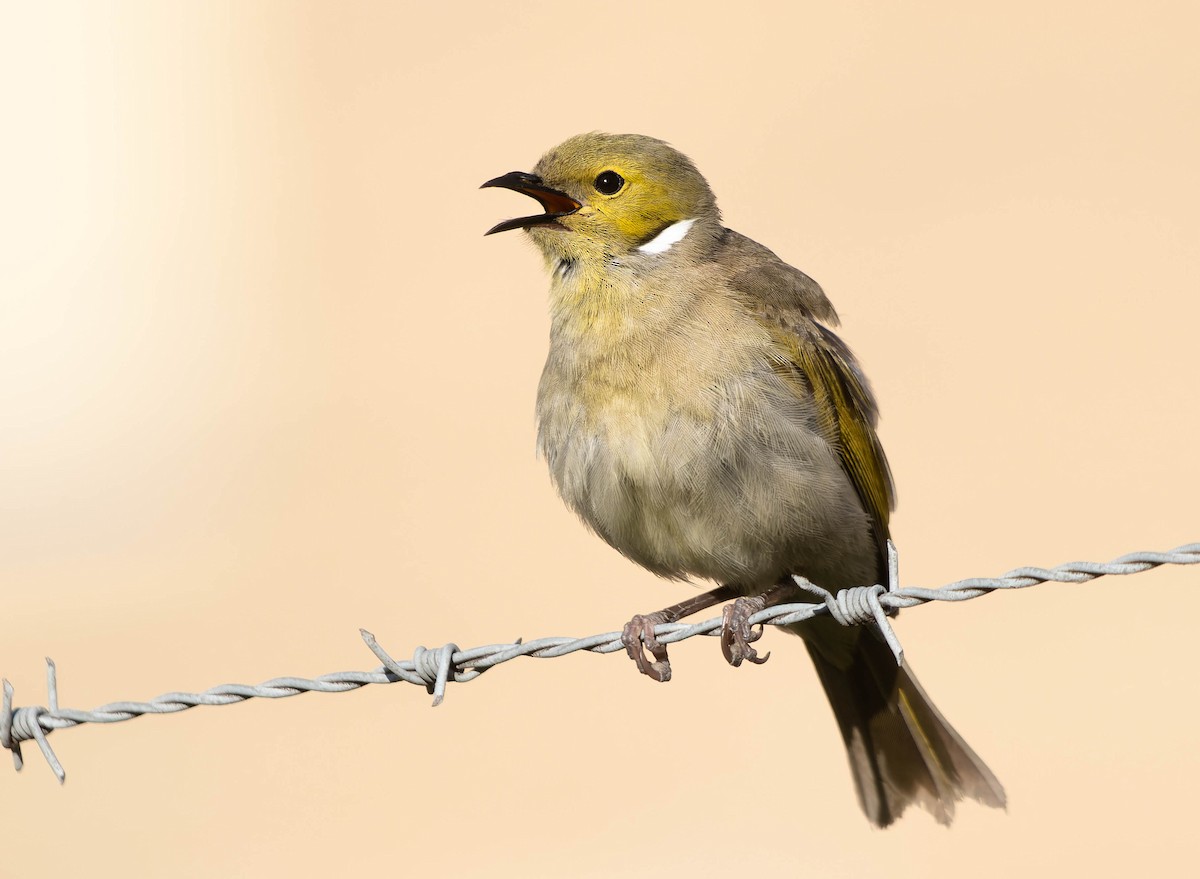 White-plumed Honeyeater - ML372314341