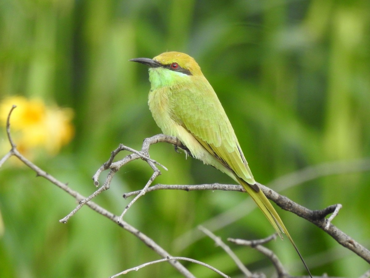 Asian Green Bee-eater - ML372314391