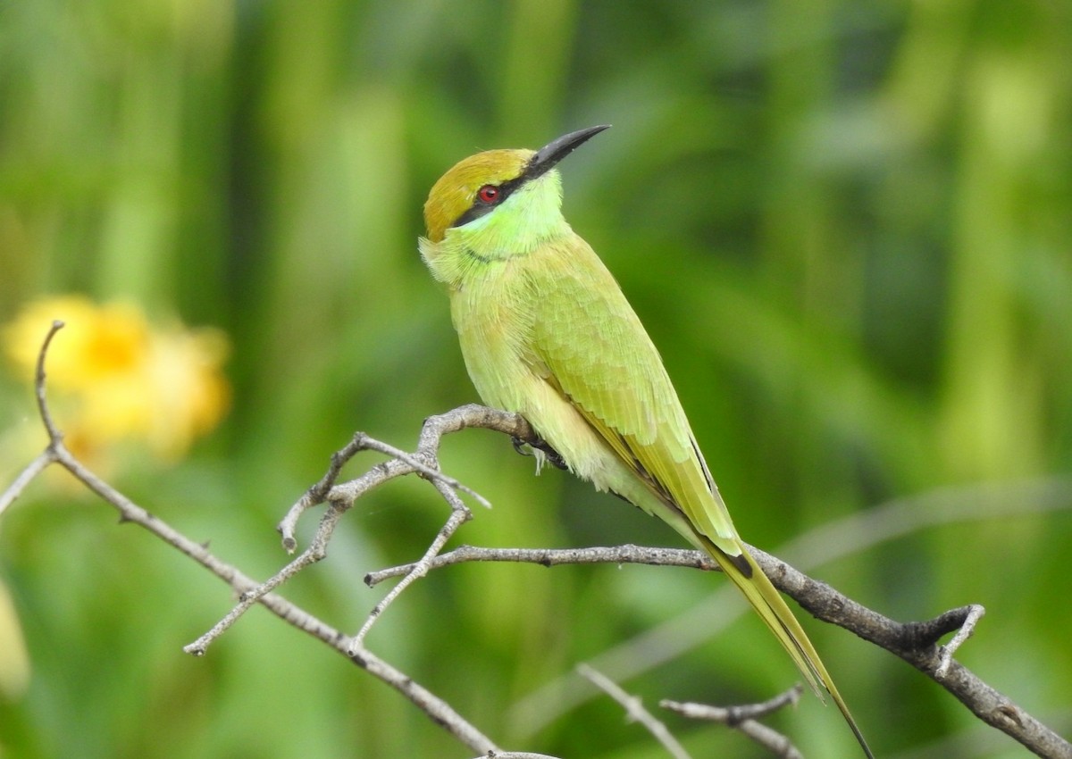 Asian Green Bee-eater - ML372314431