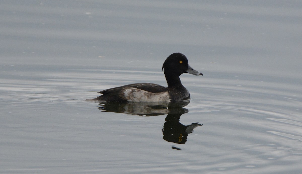 Tufted Duck - ML372314811