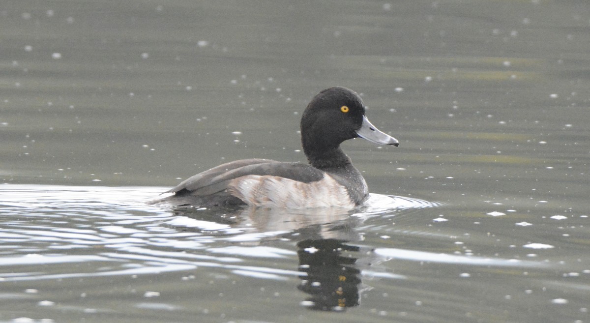 Tufted Duck - ML372314821