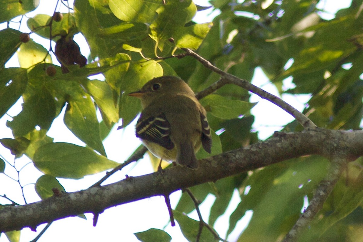 Yellow-bellied Flycatcher - ML372316291