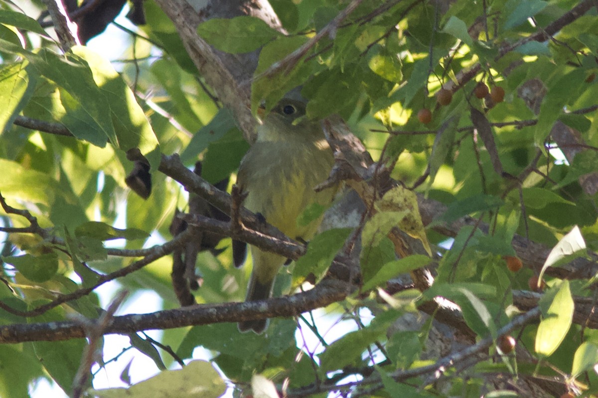 Yellow-bellied Flycatcher - Marisa Martinez