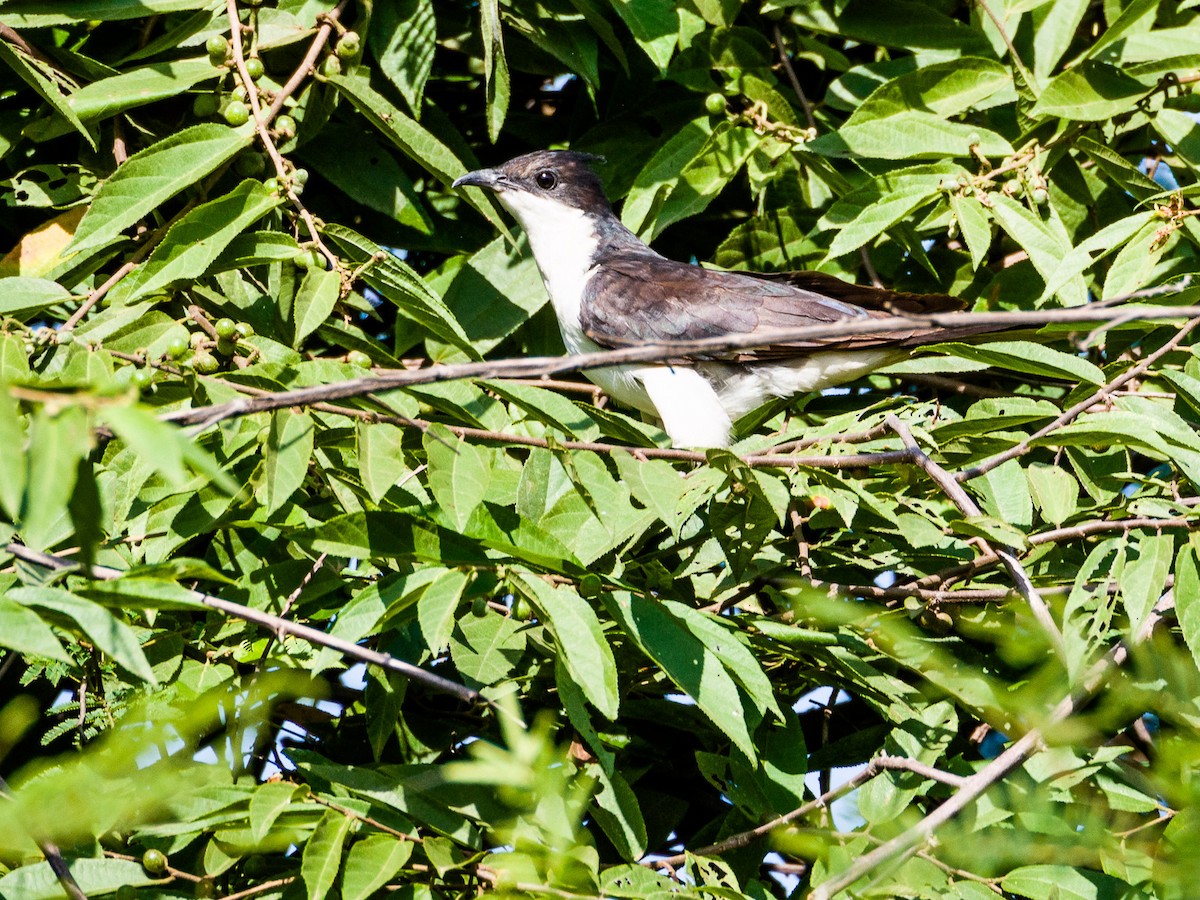 斑翅鳳頭鵑 - ML37231701