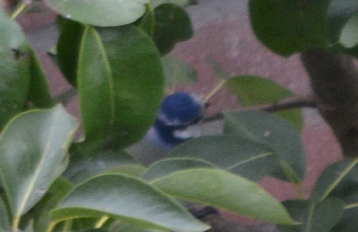 Eurasian Blue Tit - ML372317221