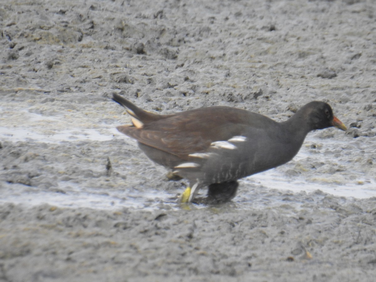 Gallinule poule-d'eau - ML372317771