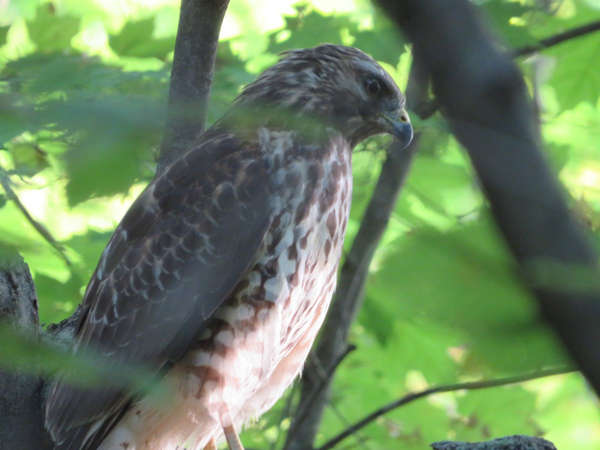 Red-shouldered Hawk - ML372318371