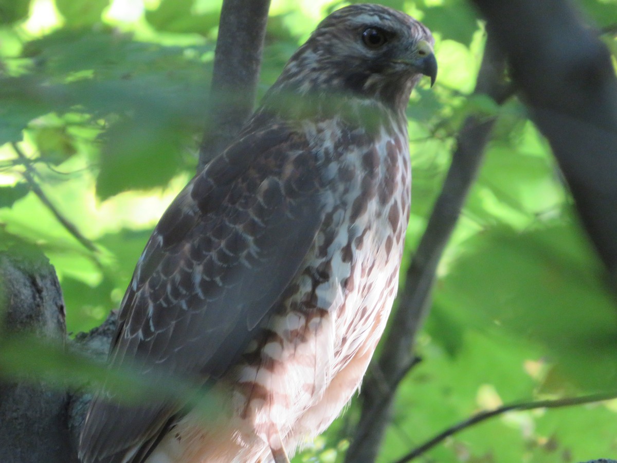 Red-shouldered Hawk - Ethan Maynard