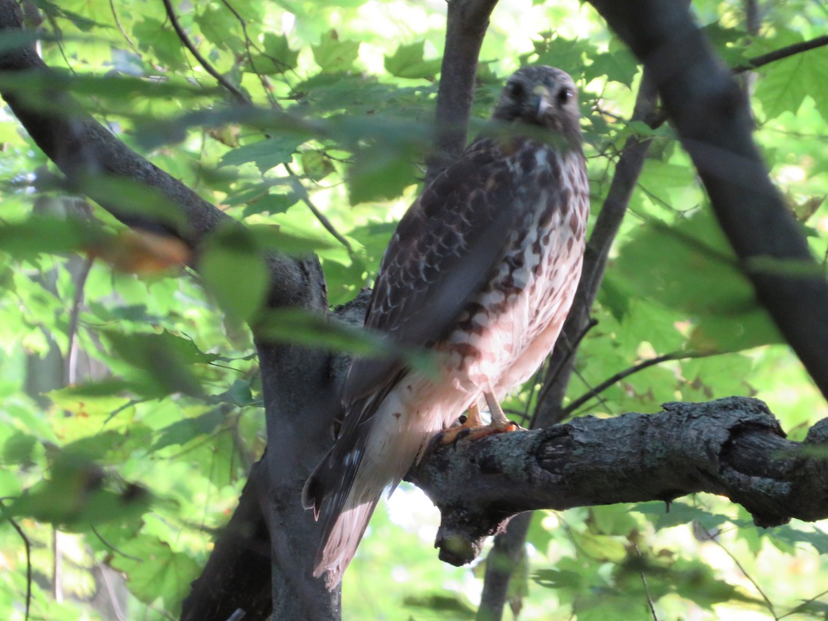 Red-shouldered Hawk - ML372318411