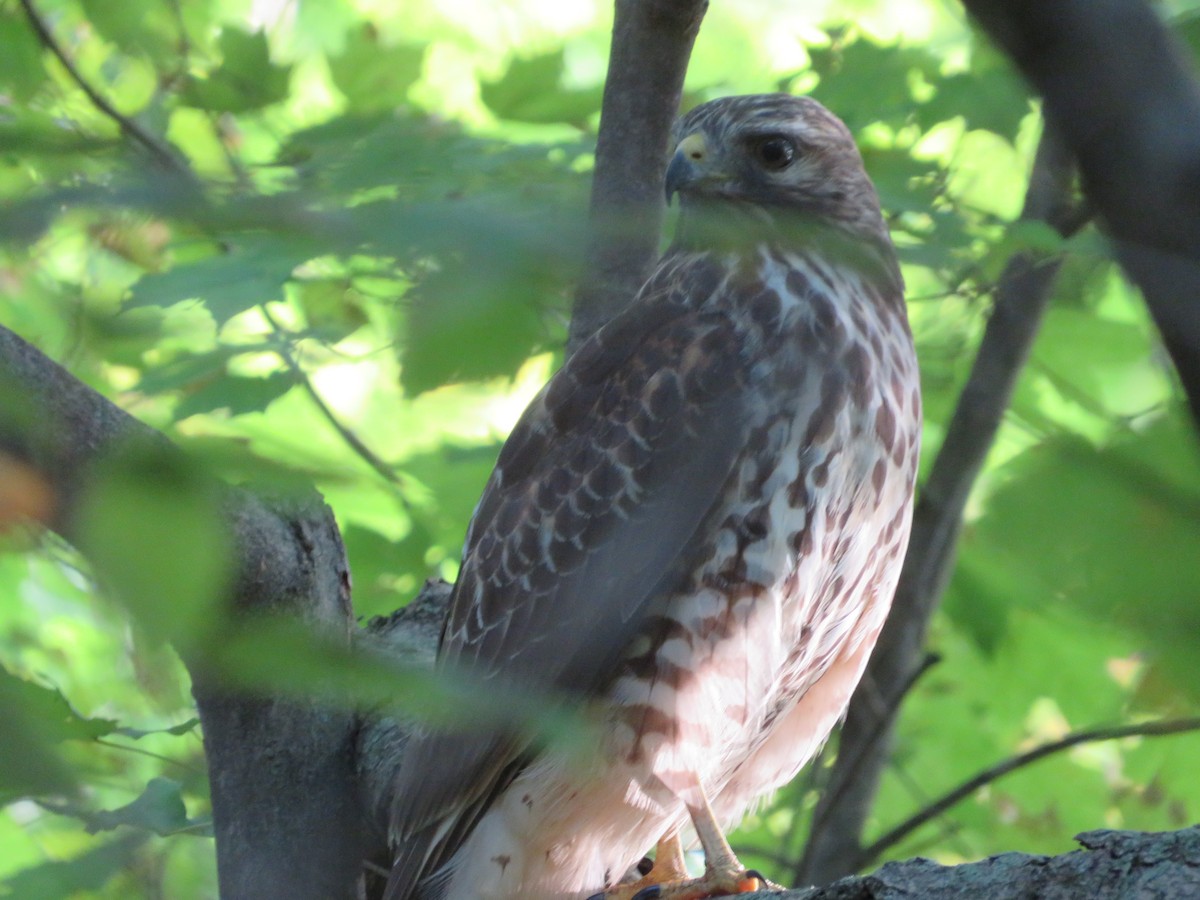 Red-shouldered Hawk - ML372318421