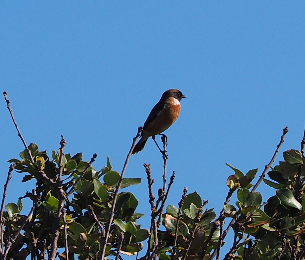 European Stonechat - ML372318621