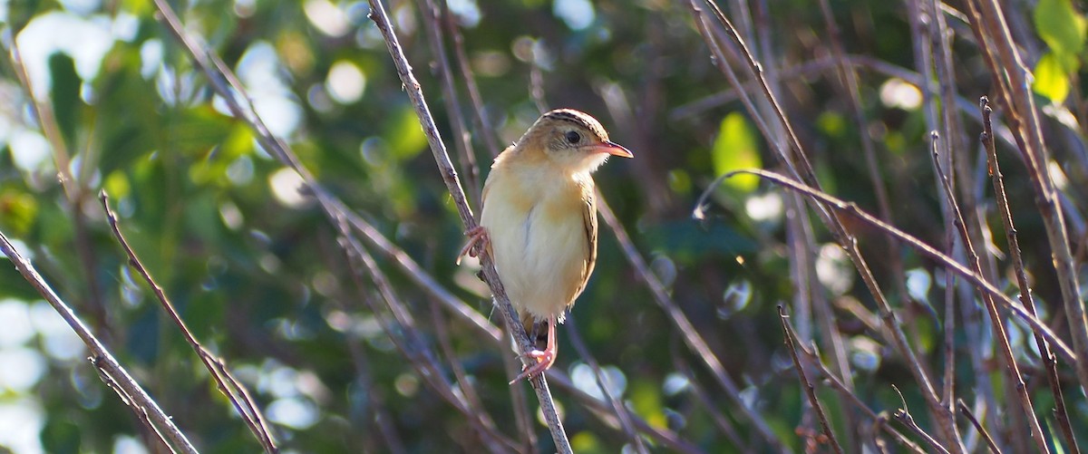 Zitting Cisticola - ML372318651