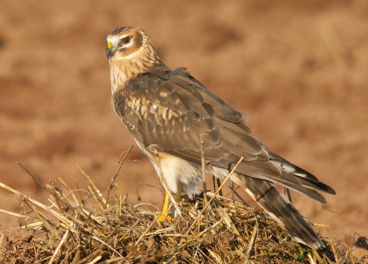 Pallid Harrier - Jan Studecký