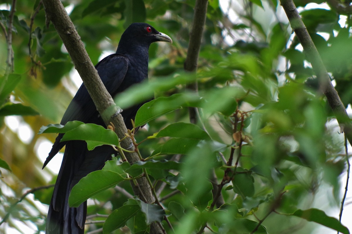 Asian Koel - ML372320171