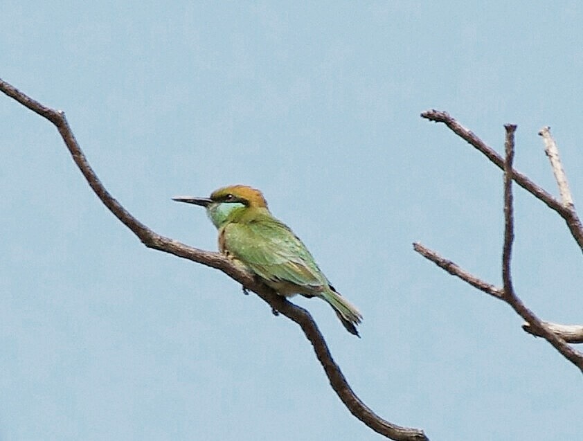 Asian Green Bee-eater - ML372320211