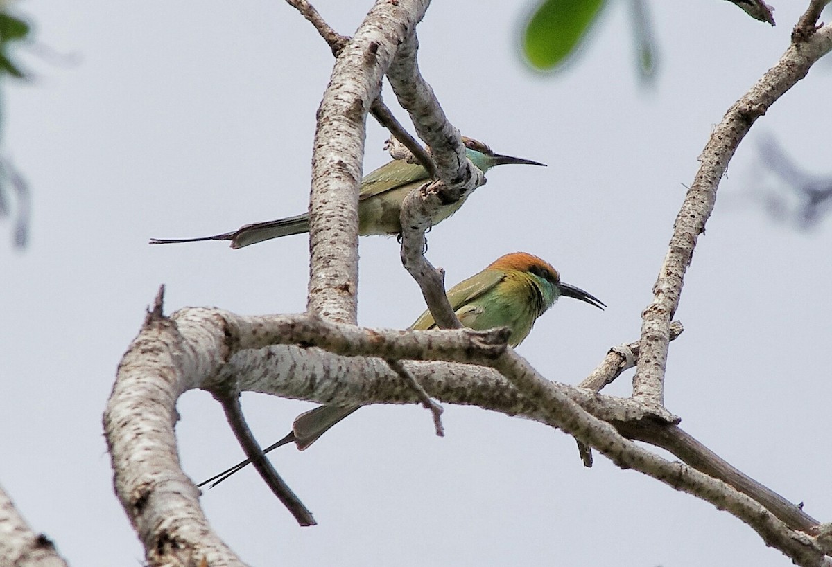 Asian Green Bee-eater - ML372320221