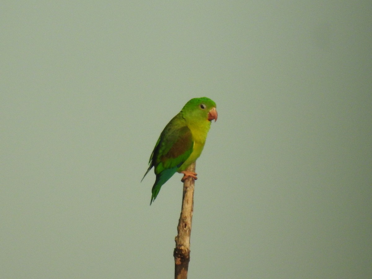 Orange-chinned Parakeet - ML372320231