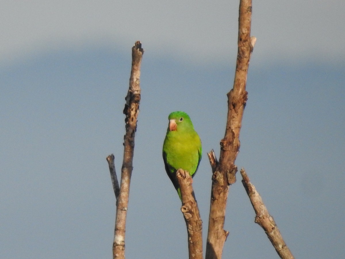 Orange-chinned Parakeet - ML372320241