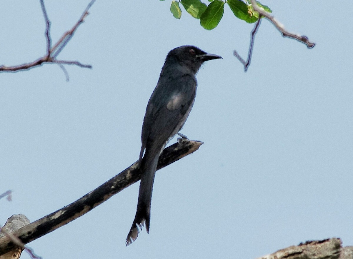 Black Drongo - ML372320271