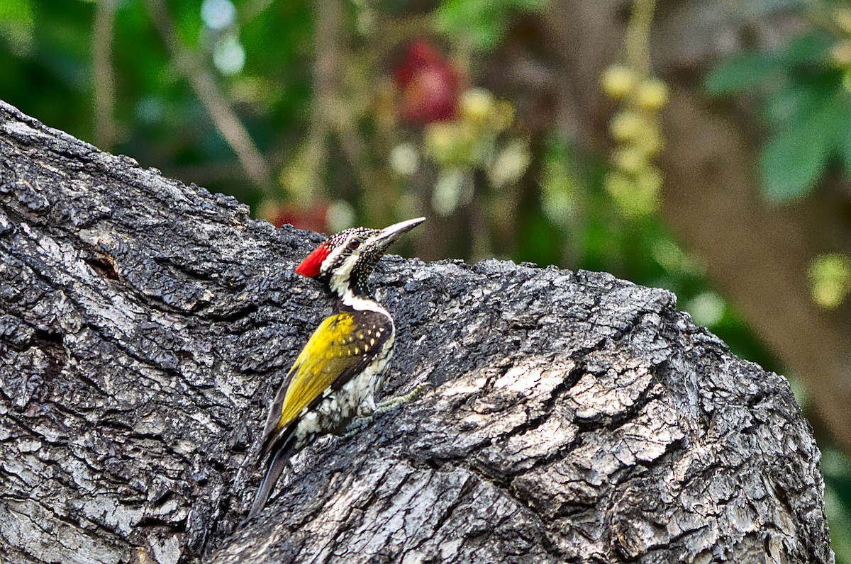 Black-rumped Flameback - Adit  Jeyan