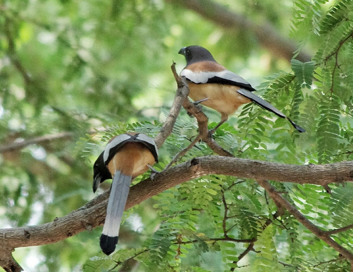 Rufous Treepie - ML372320301