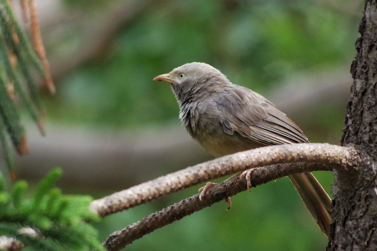 Yellow-billed Babbler - ML372320341