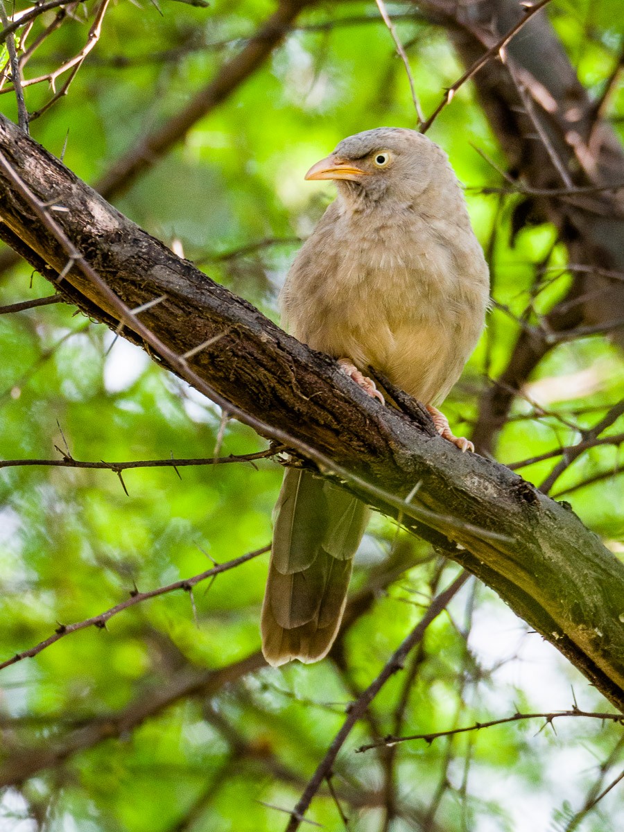 Jungle Babbler - ML37232041