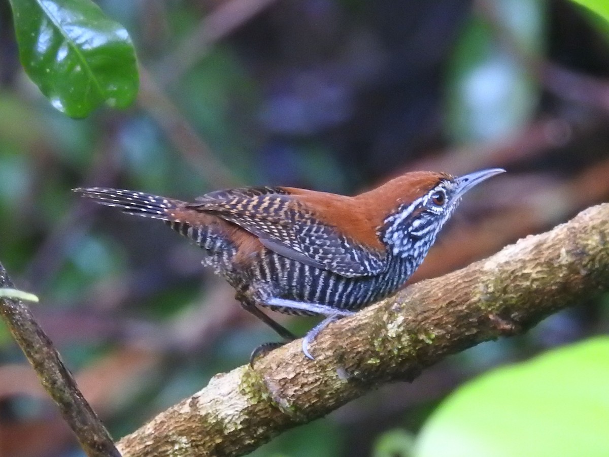 Riverside Wren - Daniel Garrigues