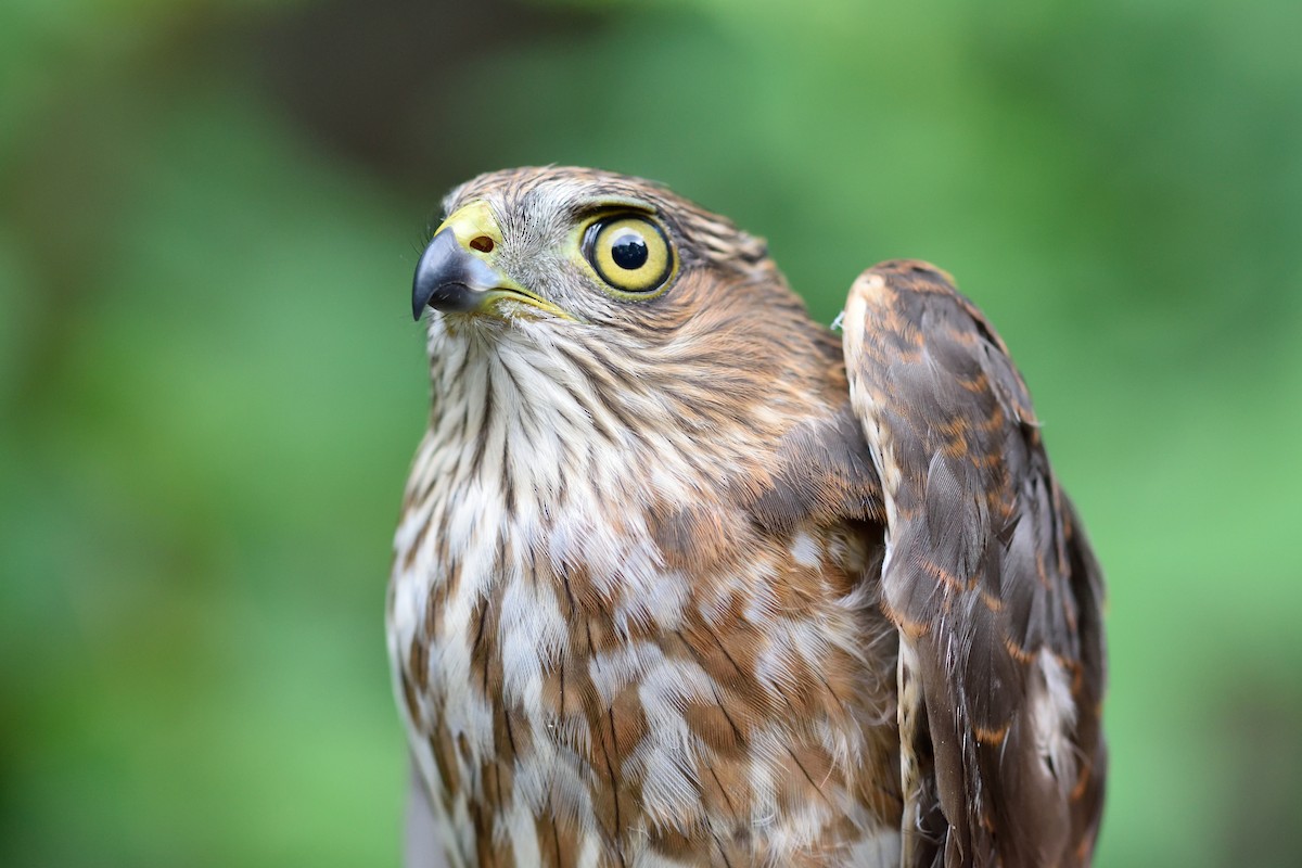 Sharp-shinned Hawk (Northern) - Megan Gray
