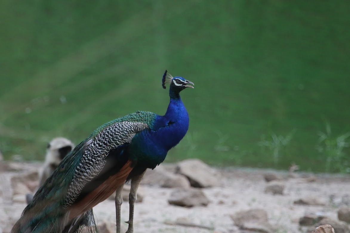 Indian Peafowl - ML372322421