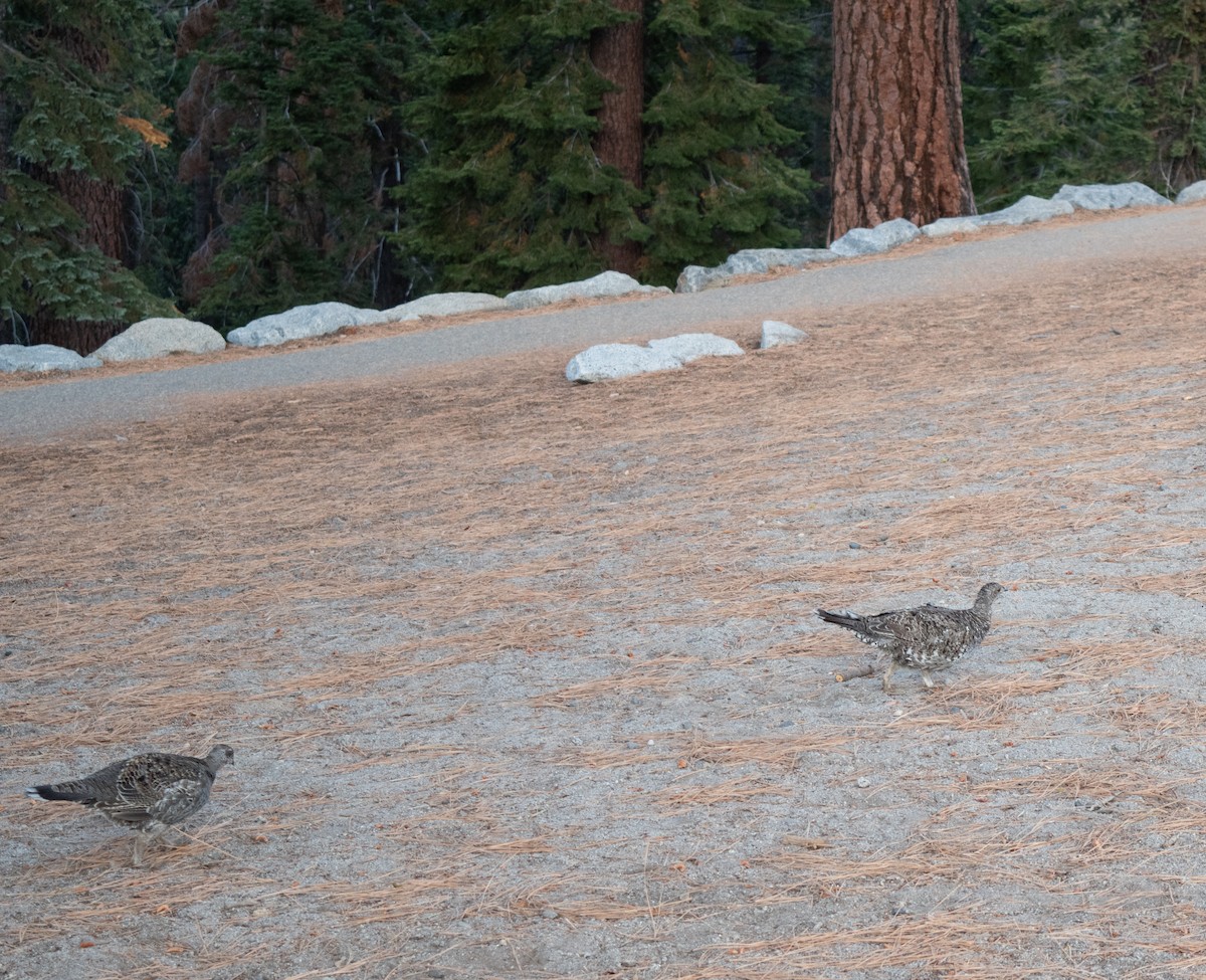 Sooty Grouse - ML372323411