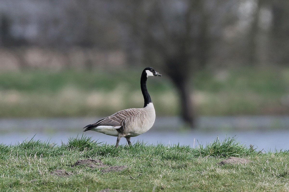 Canada Goose - Holger Teichmann