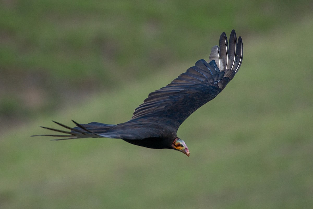 Lesser Yellow-headed Vulture - LUCIANO BERNARDES