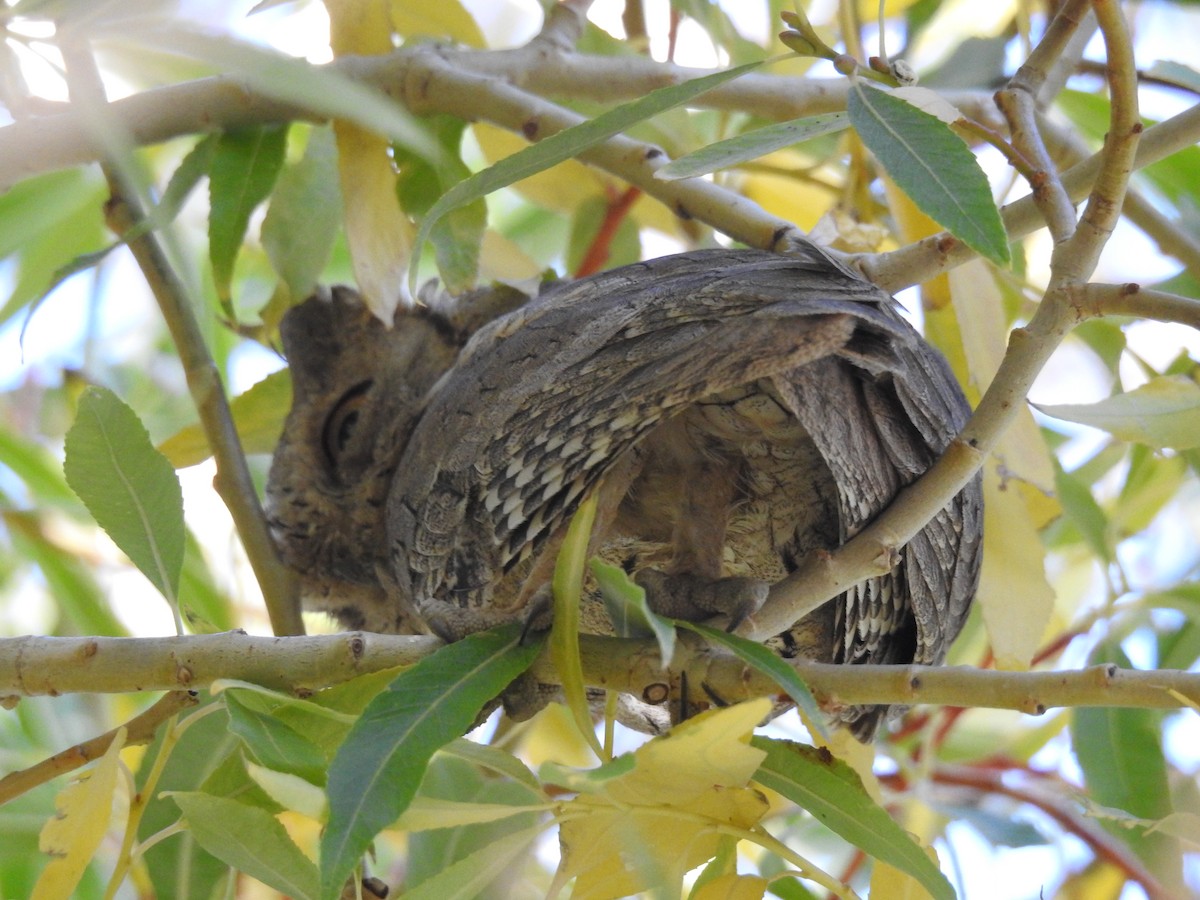 Pallid Scops-Owl - ML372327481