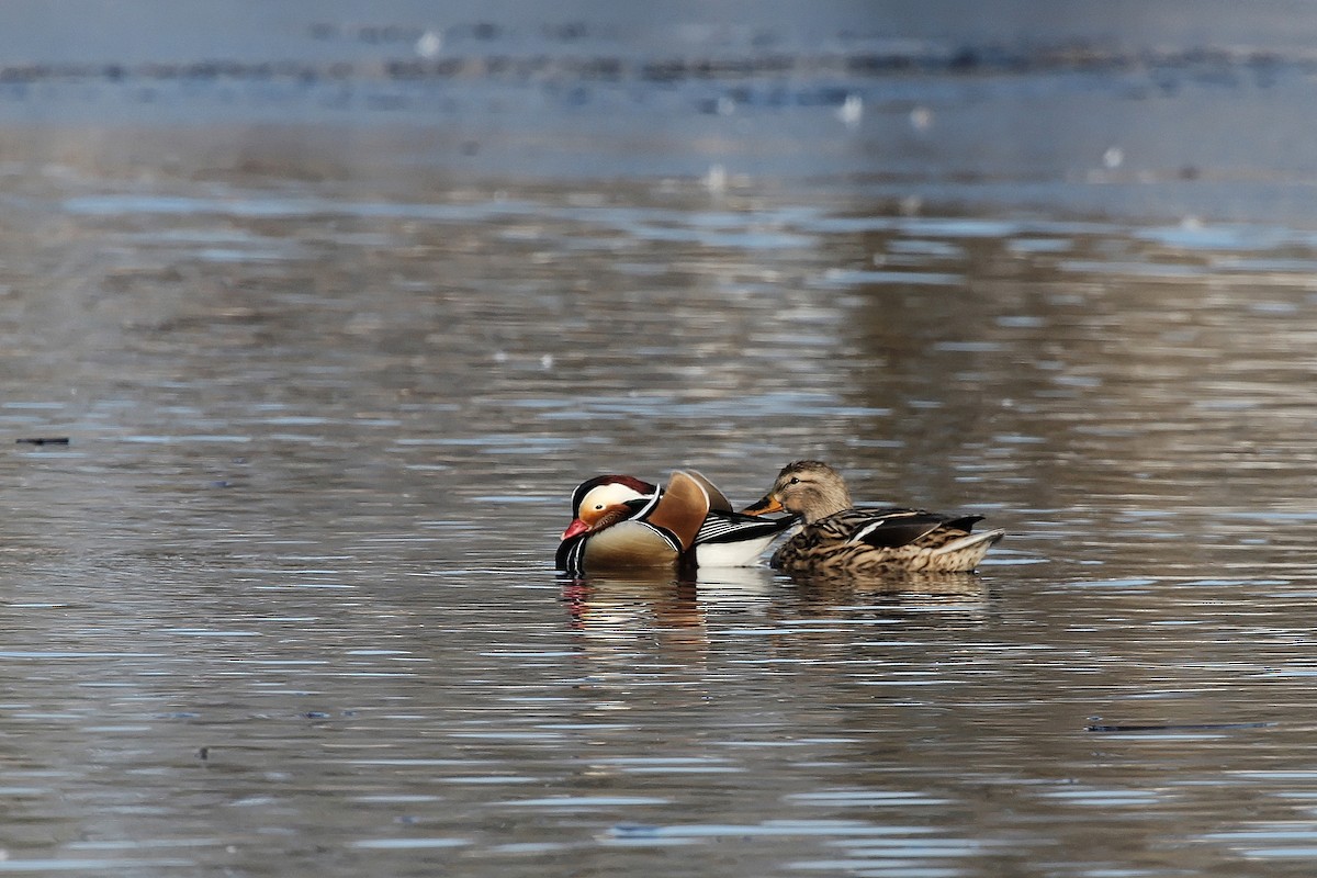 Canard mandarin - ML372329651