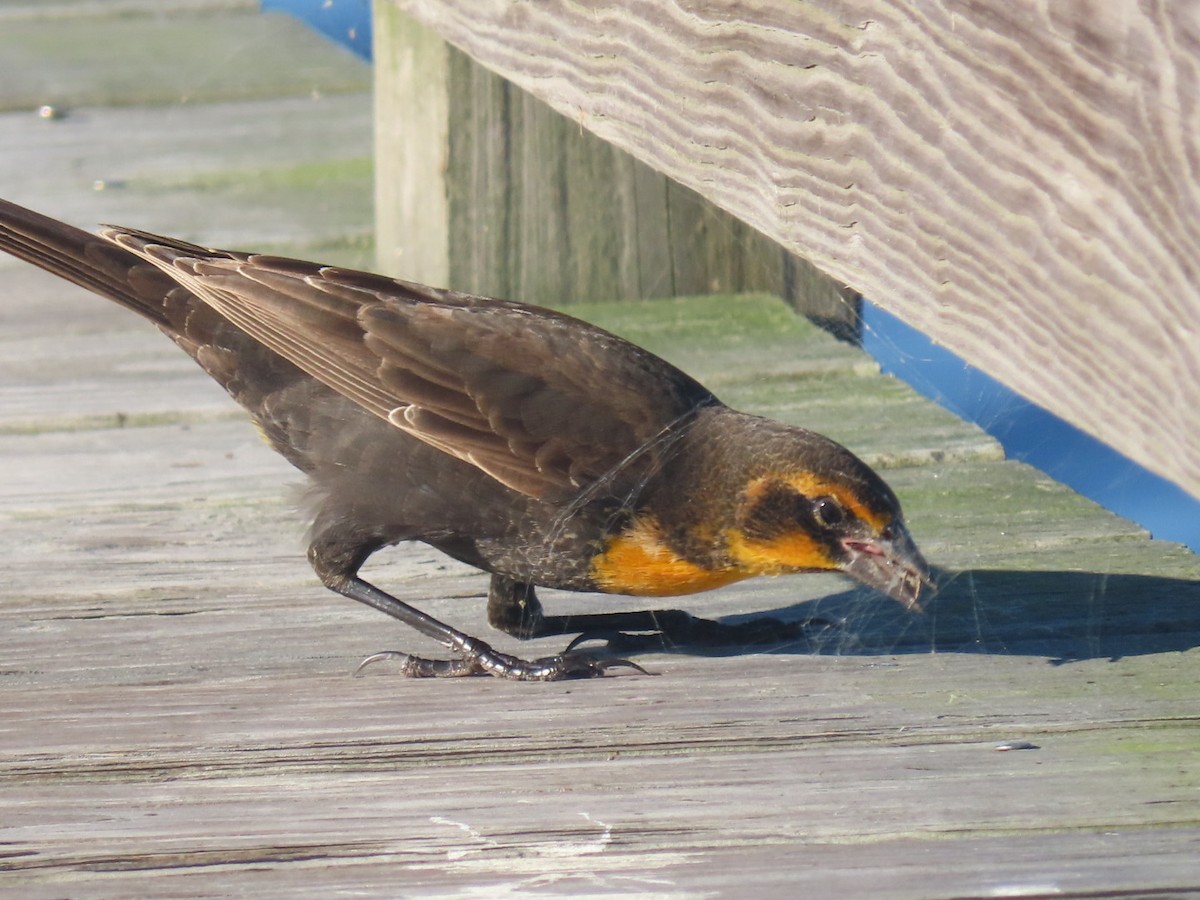 Yellow-headed Blackbird - ML372331161