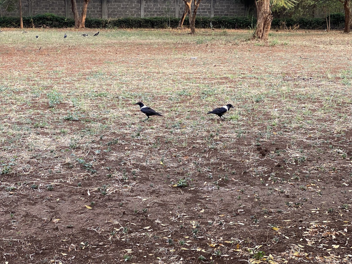 Pied Crow - ML372337651