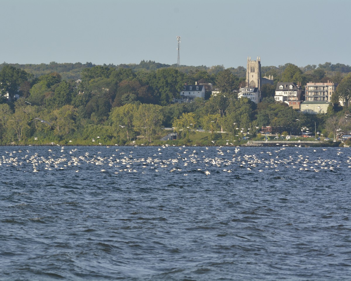 Ring-billed Gull - David Kennedy