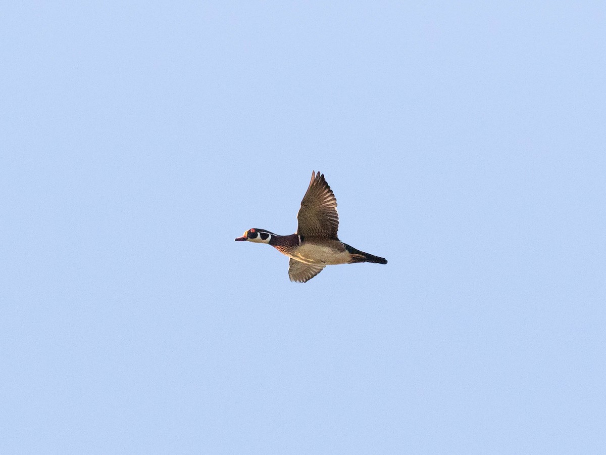 Wood Duck - ML372339101