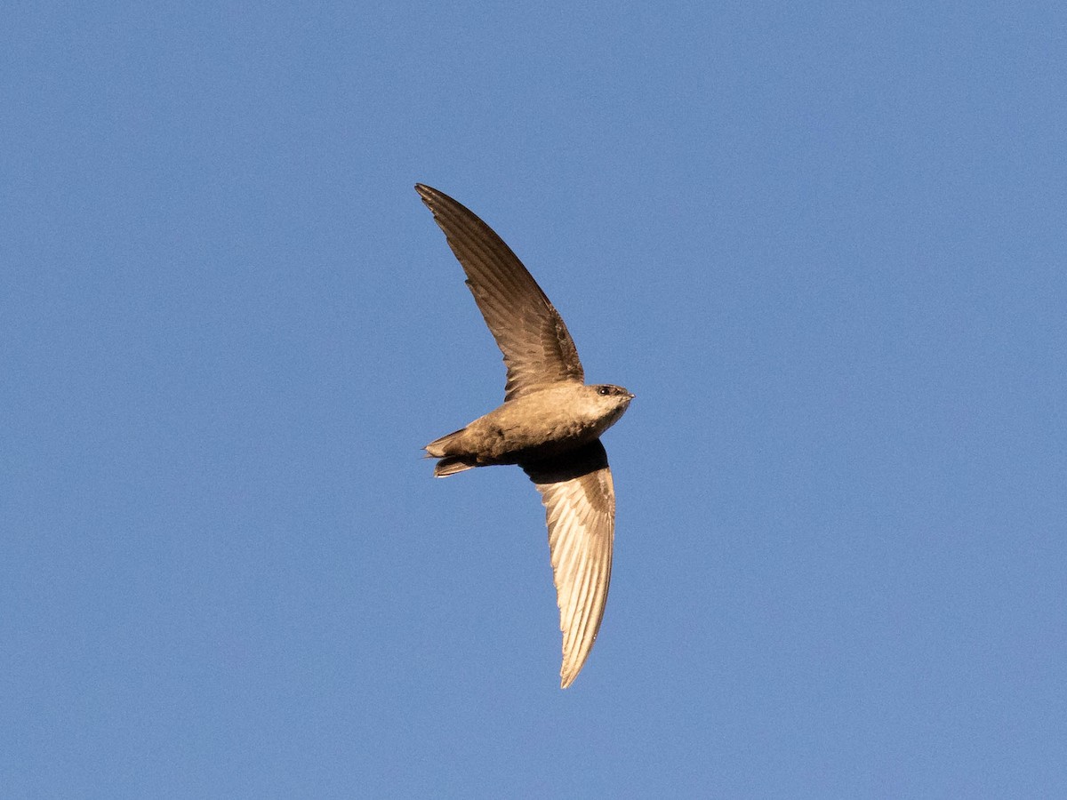 Chimney Swift - ML372339251