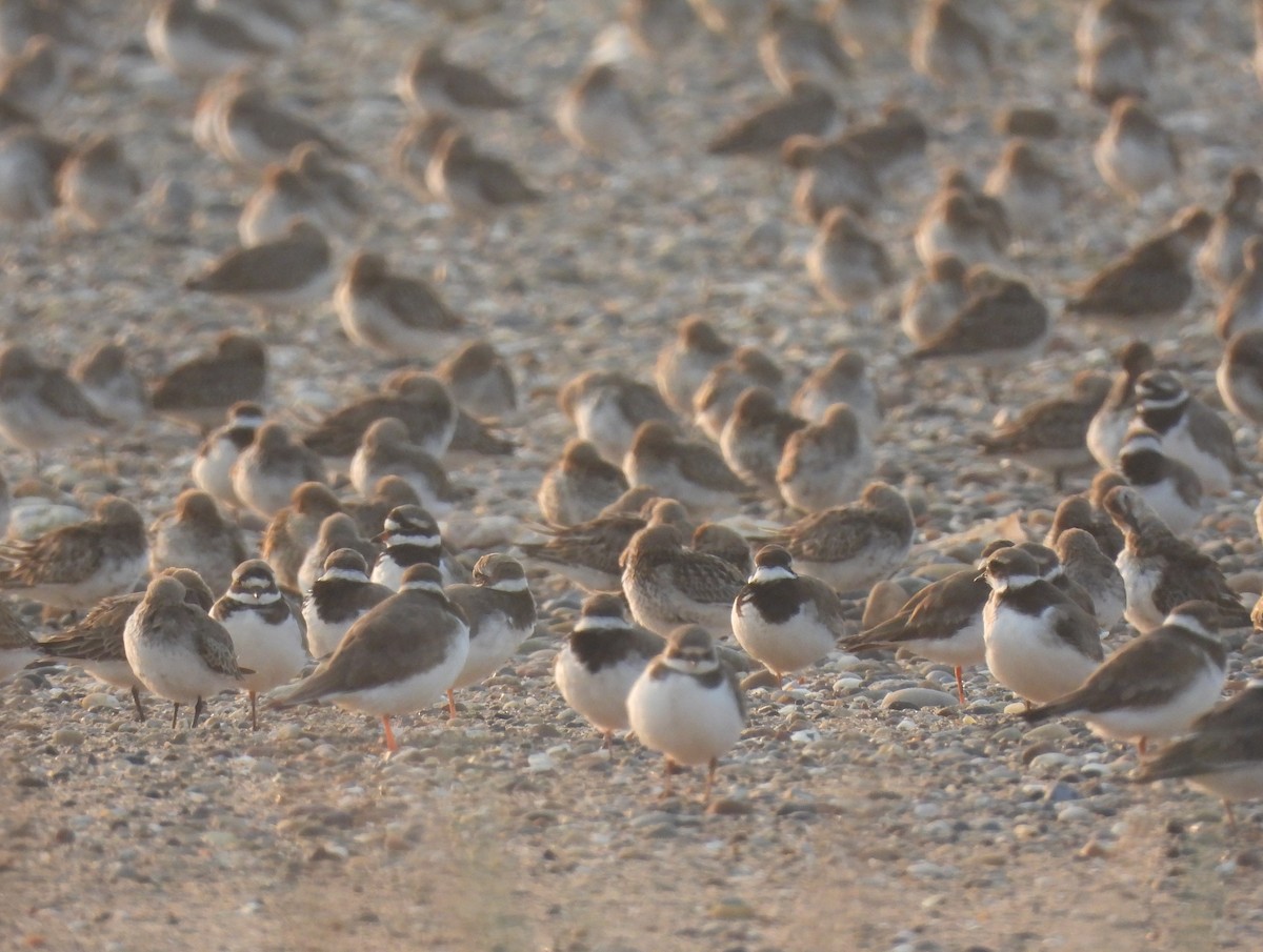 Common Ringed Plover - ML372340231