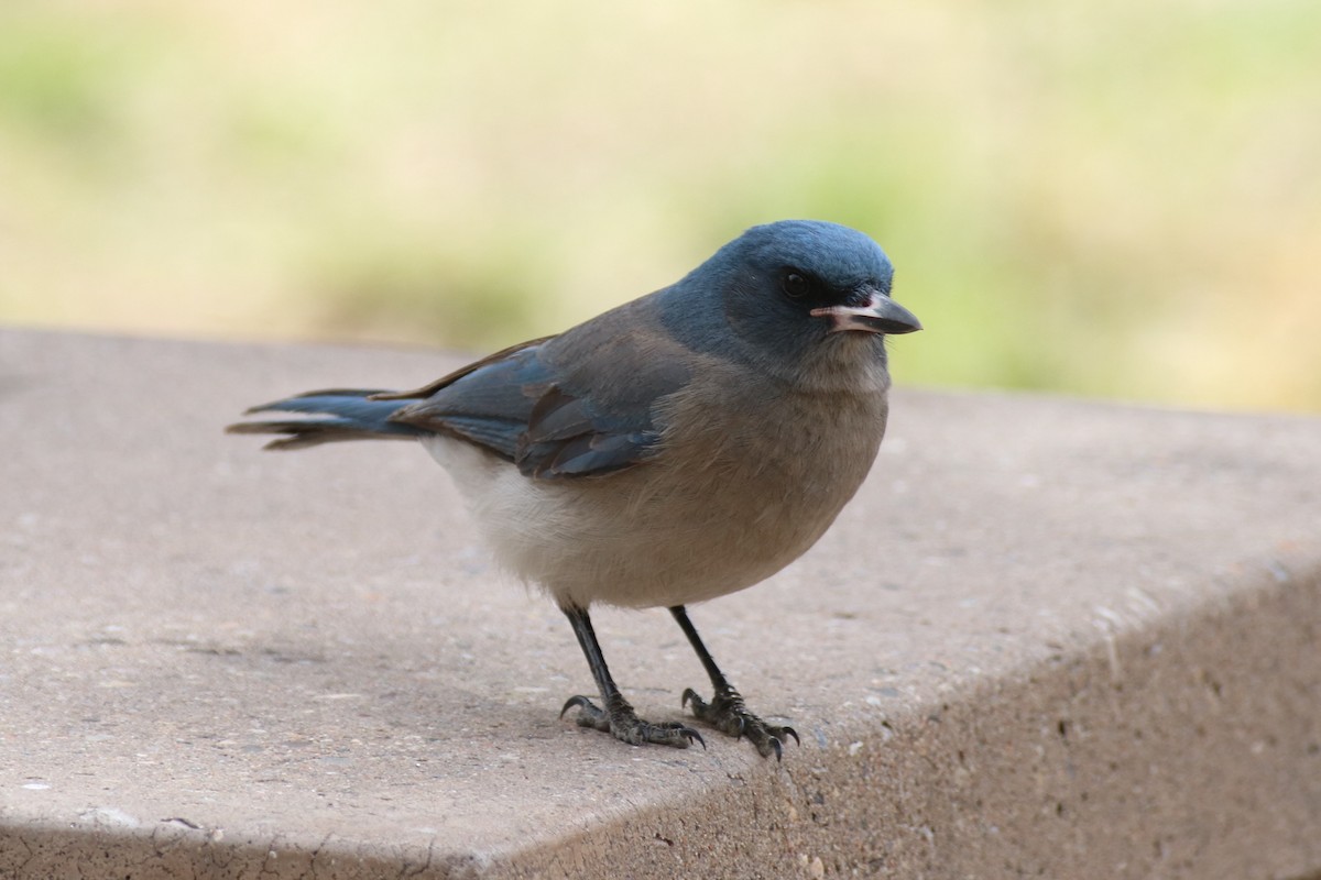 Mexican Jay (Arizona) - ML37234251